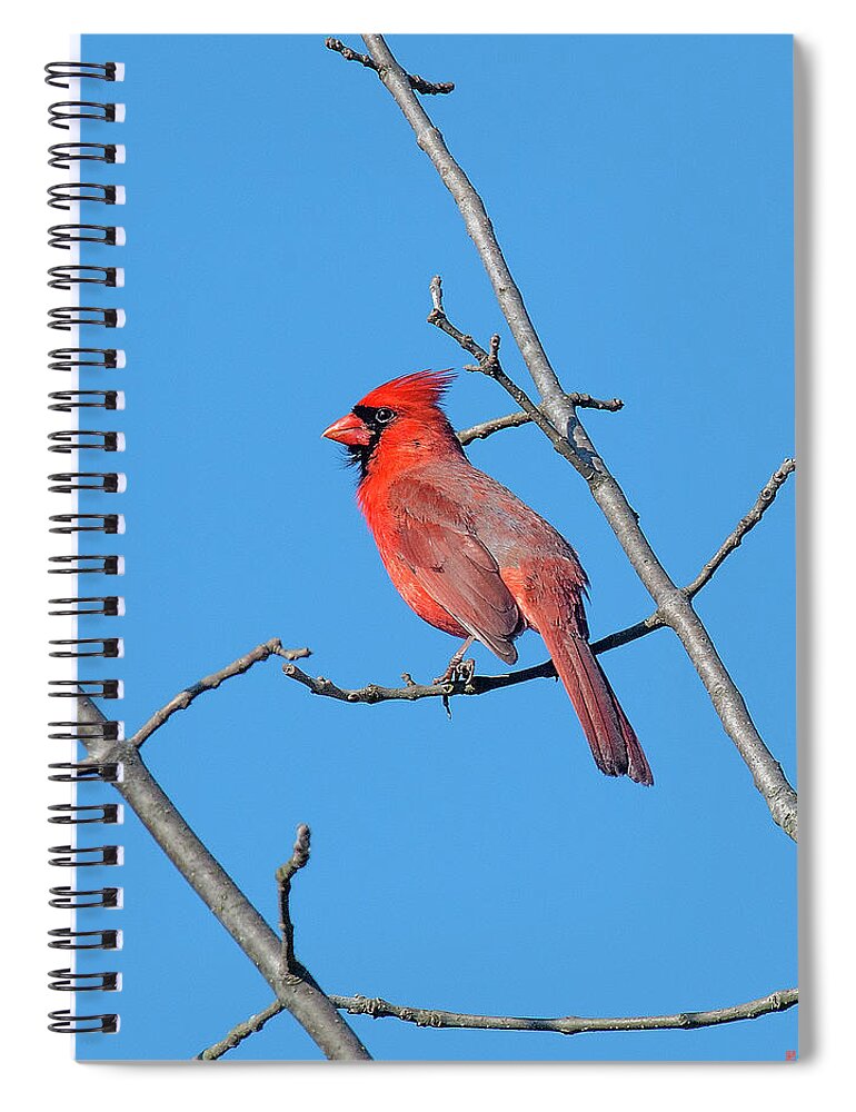 Nature Spiral Notebook featuring the photograph Northern Cardinal DSB0272 by Gerry Gantt