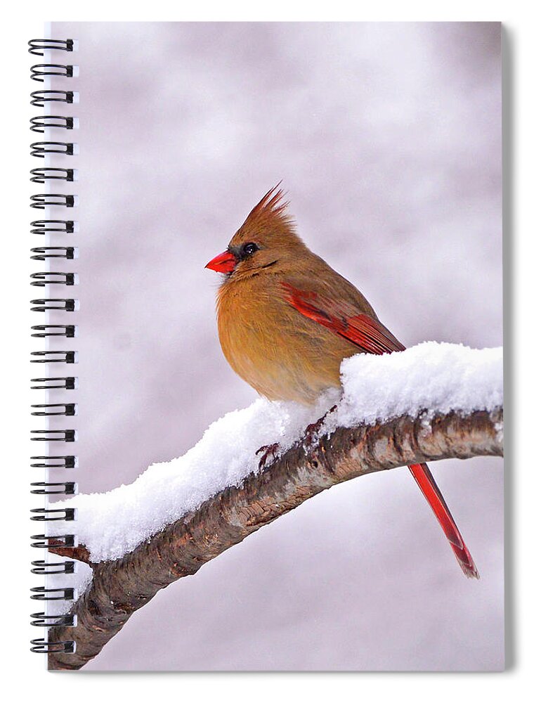 Cardinal Spiral Notebook featuring the photograph Northern Cardinal in Winter by Ken Stampfer