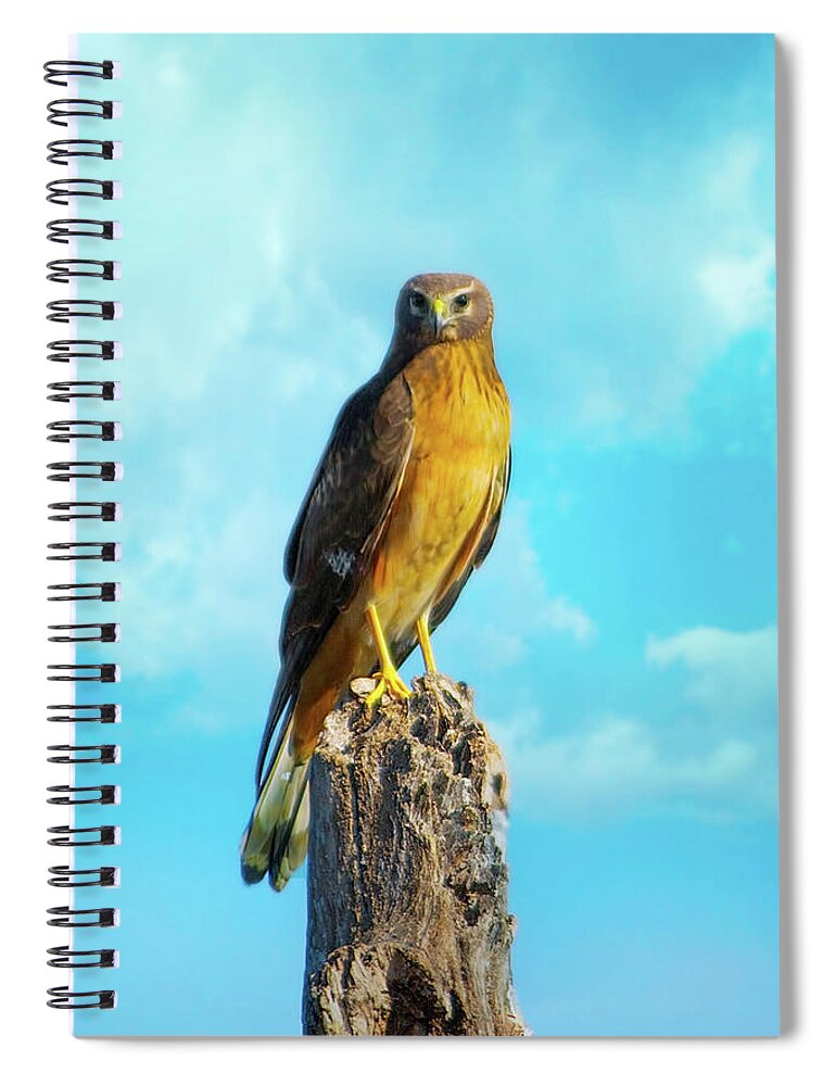 Northern Harrier Spiral Notebook featuring the photograph Northern Harrier Hawk by Mark Andrew Thomas