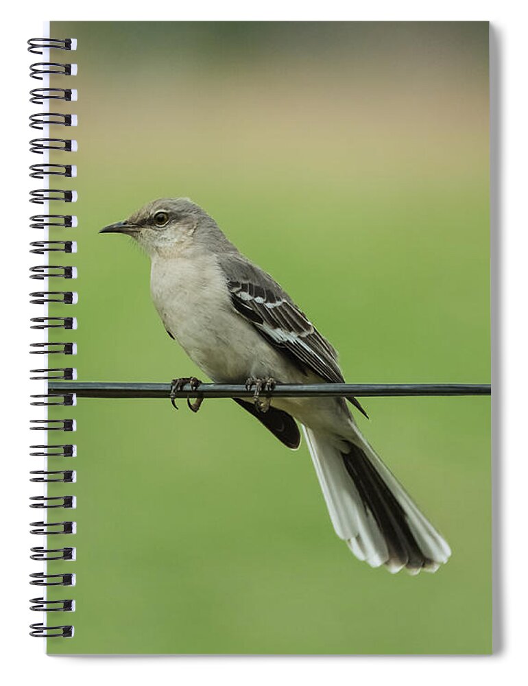 Bird Spiral Notebook featuring the photograph Northern Mockingbird by Holden The Moment