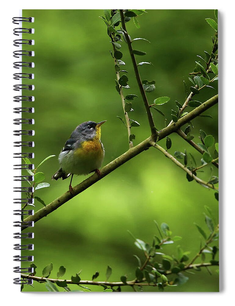 Parula Spiral Notebook featuring the photograph Northern Parula by Judy Vincent