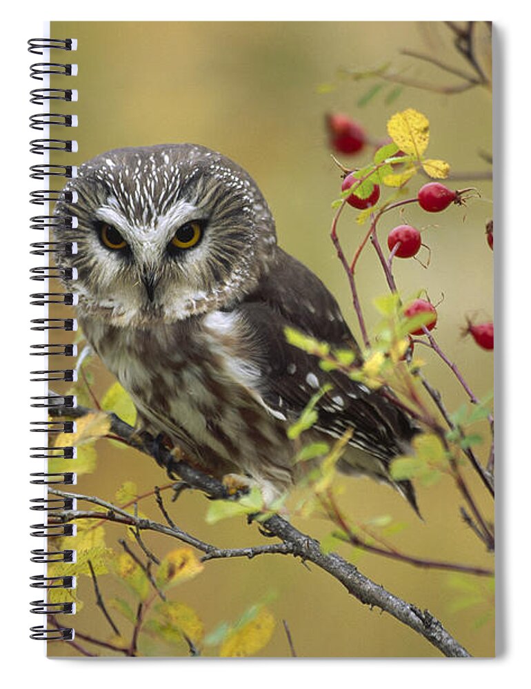 00170536 Spiral Notebook featuring the photograph Northern Saw Whet Owl Perching by Tim Fitzharris