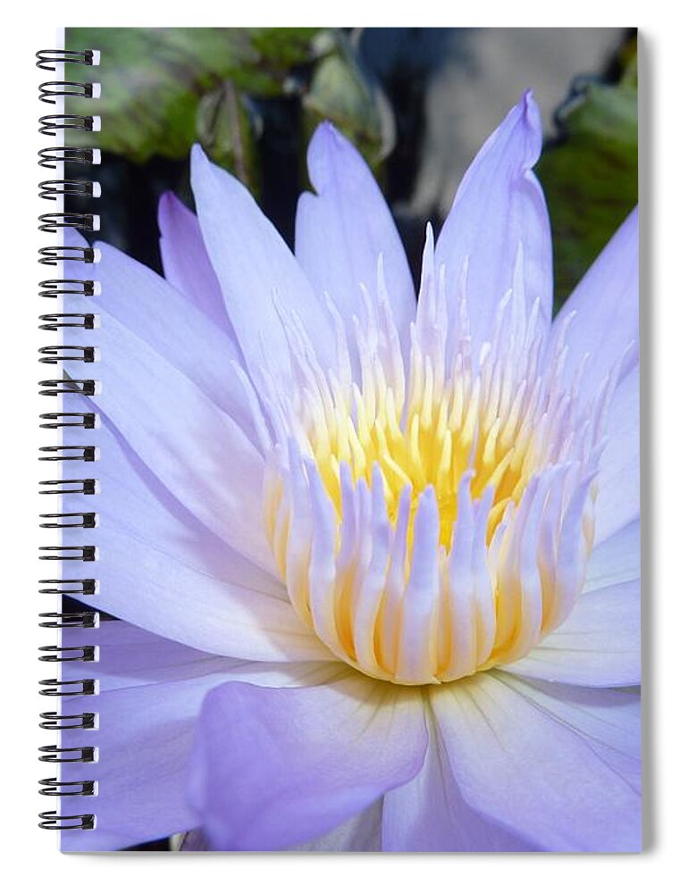  Flower Photograph Spiral Notebook featuring the photograph Buttercup Bliss by Michele Penn