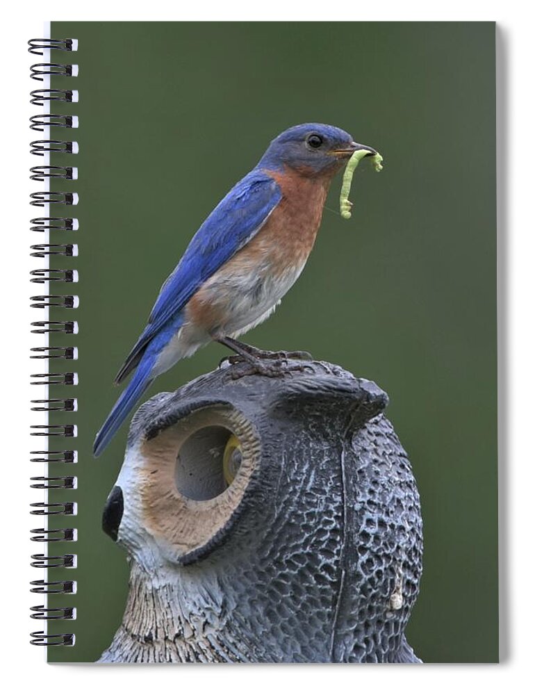 Bluebird Spiral Notebook featuring the photograph Not Intimidated by Michael Hall