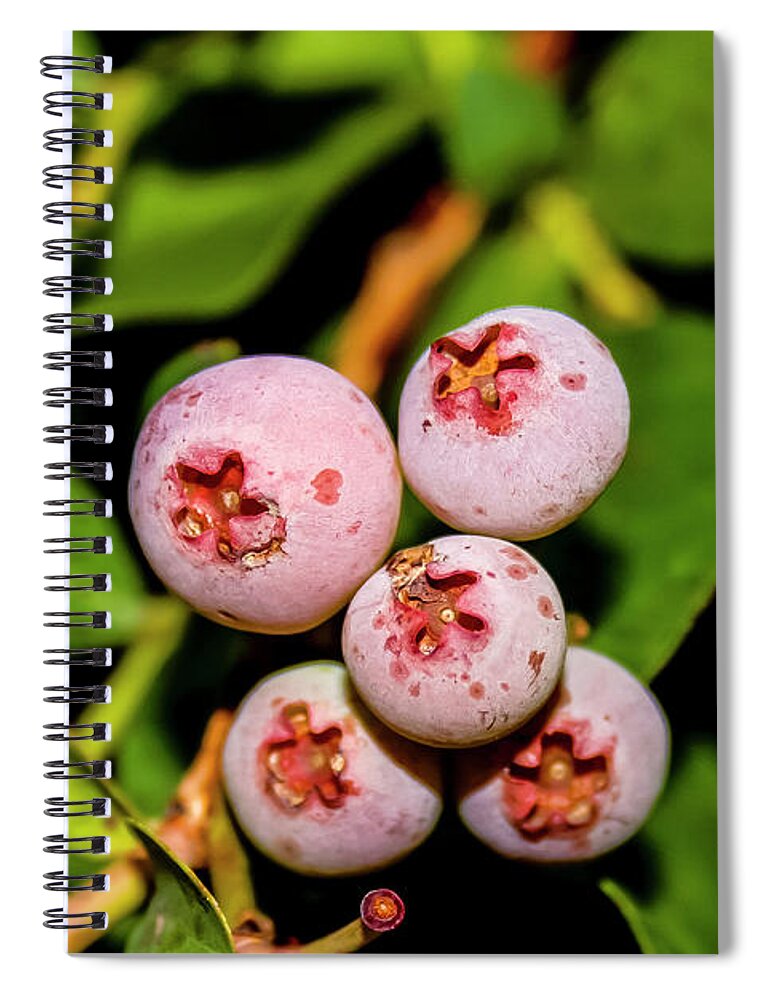 Blueberry; Food; Fruit; Organic; Berry; Raw; Blue; Sweet; Group; Vegetarian; Healthy; Delicious; Tasty; Dessert; Summer; Closeup; Leaf; Berries; Ingredient; Nature; Blueberries; Natural; Green; Bunch; Wild; Plant; Seasonal; Wildberry; Wild Berries; Close-up; Spiral Notebook featuring the photograph Not Quite Ripe by Robert Wilder Jr
