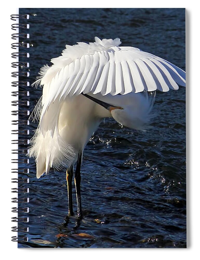 Snowy Egret Spiral Notebook featuring the photograph Not Under Here - Birds - Snowy Egret by HH Photography of Florida