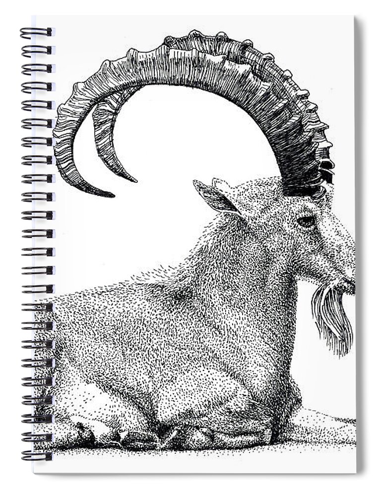 Nubian Ibex Spiral Notebook featuring the drawing Nubian Ibex by Scott Woyak