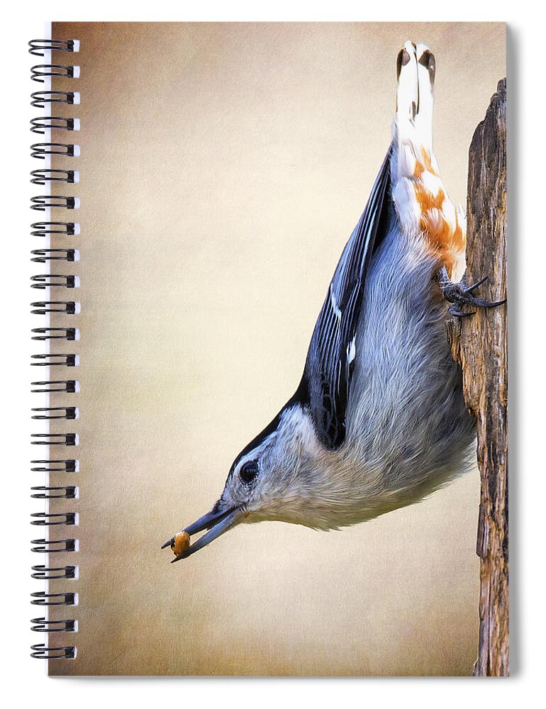 Sitta Carolinensis Spiral Notebook featuring the photograph Nuthatch Trajectory by Bill and Linda Tiepelman