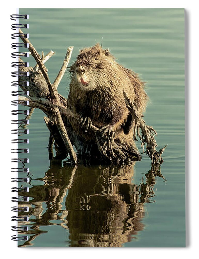 Animal Spiral Notebook featuring the photograph Nutria On Stick-Up by Robert Frederick