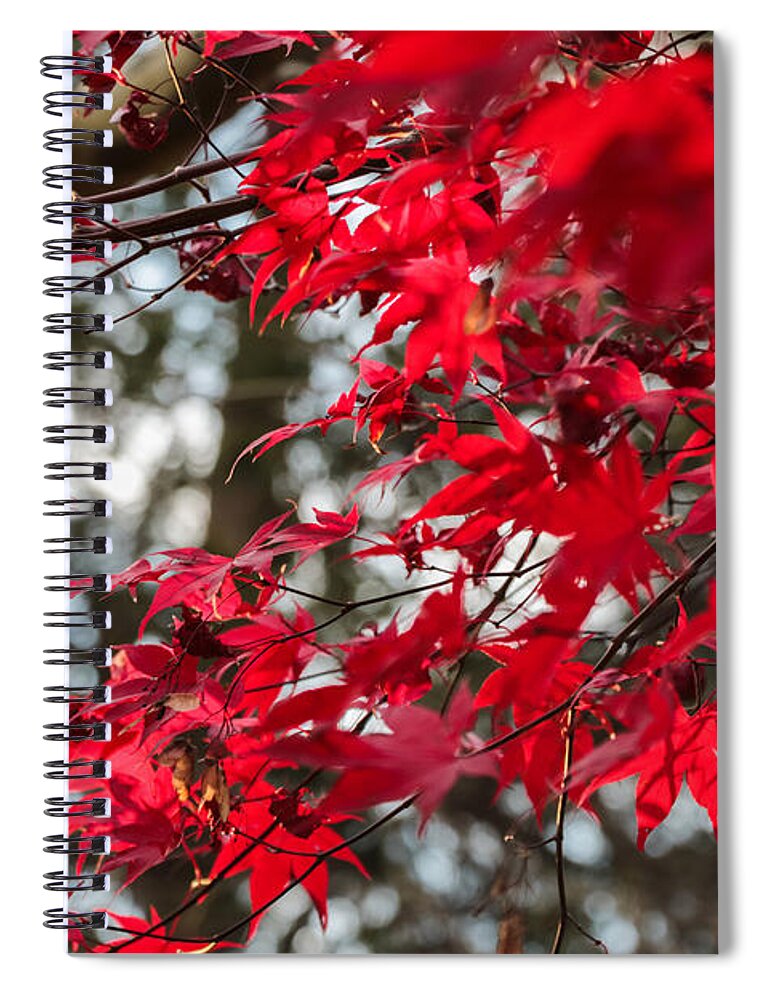 Gaithersburg Spiral Notebook featuring the photograph Oak Leaves in the Autumn by Thomas Marchessault