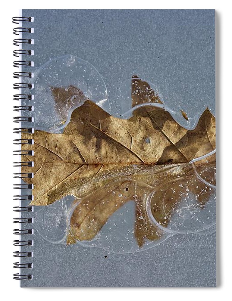 Red Oak Spiral Notebook featuring the photograph Oak on Ice by David Pickett