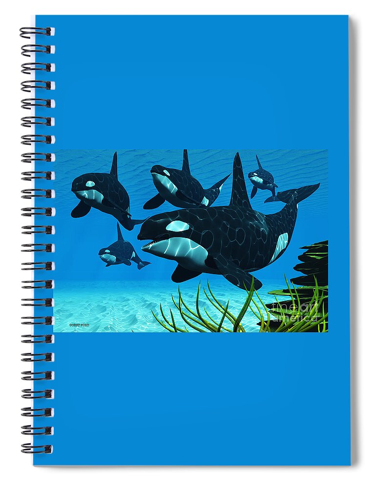 Whale Spiral Notebook featuring the painting Ocean Killer Whales by Corey Ford