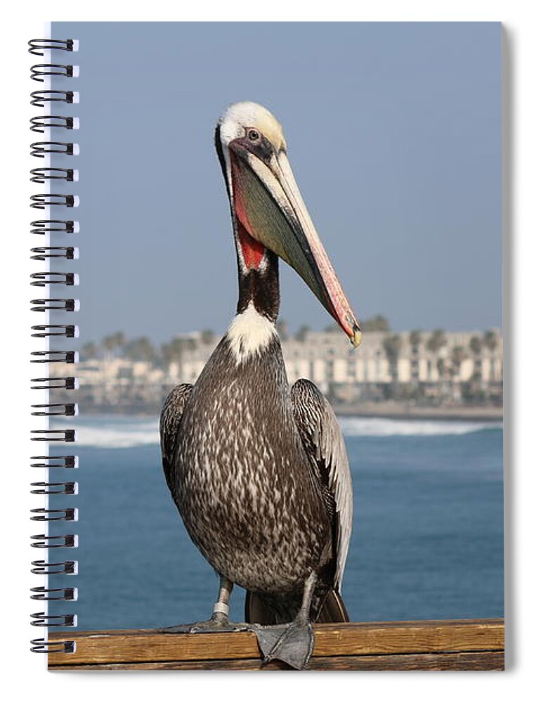 Brown Pelican Spiral Notebook featuring the photograph Oceanside Pelican - 4 by Christy Pooschke