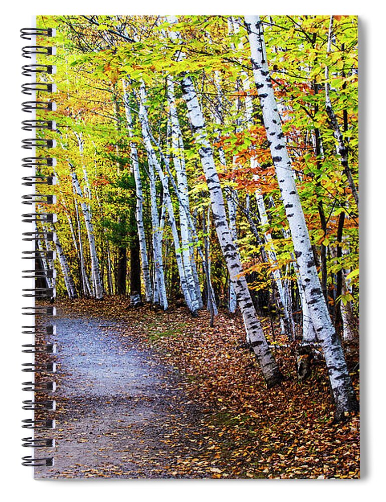 Autumn Spiral Notebook featuring the photograph October Birch Forest by Mircea Costina Photography