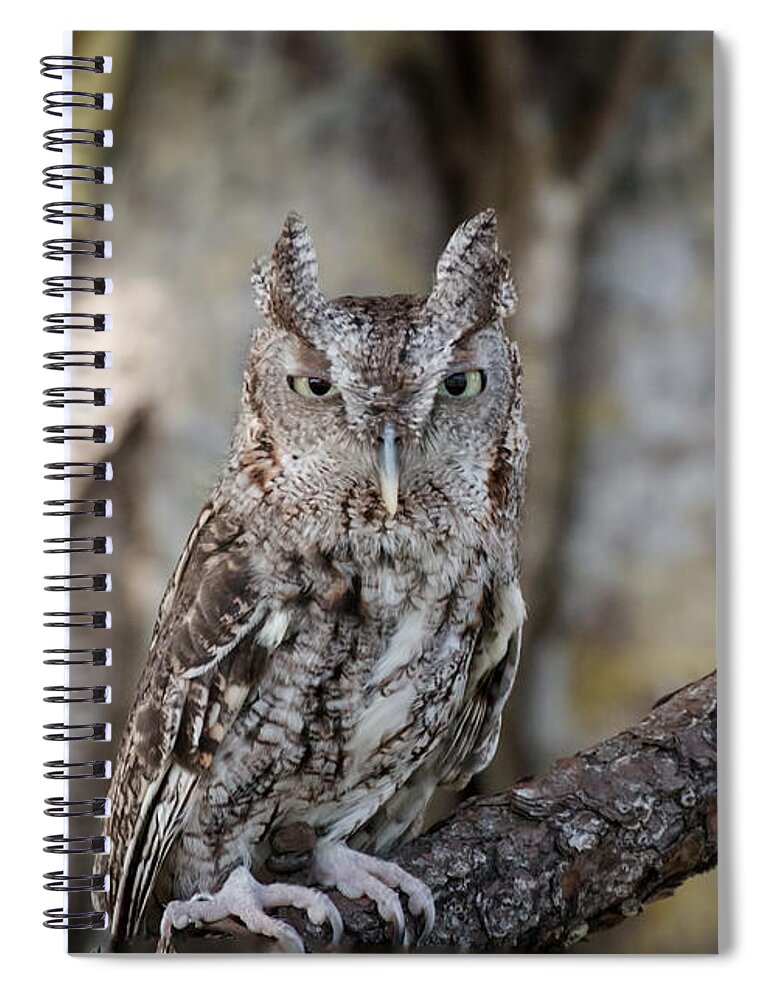 Florida Spiral Notebook featuring the photograph Okeeheelee Nature Center - Shadow the Screech Owl in his Sights by Ronald Reid