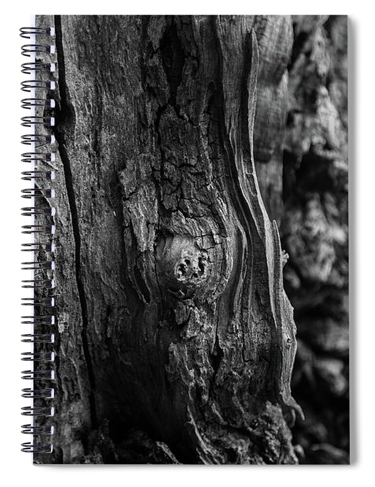 Tree Spiral Notebook featuring the photograph Old Mulberry Tree whirls and straight lines by Toni Hopper