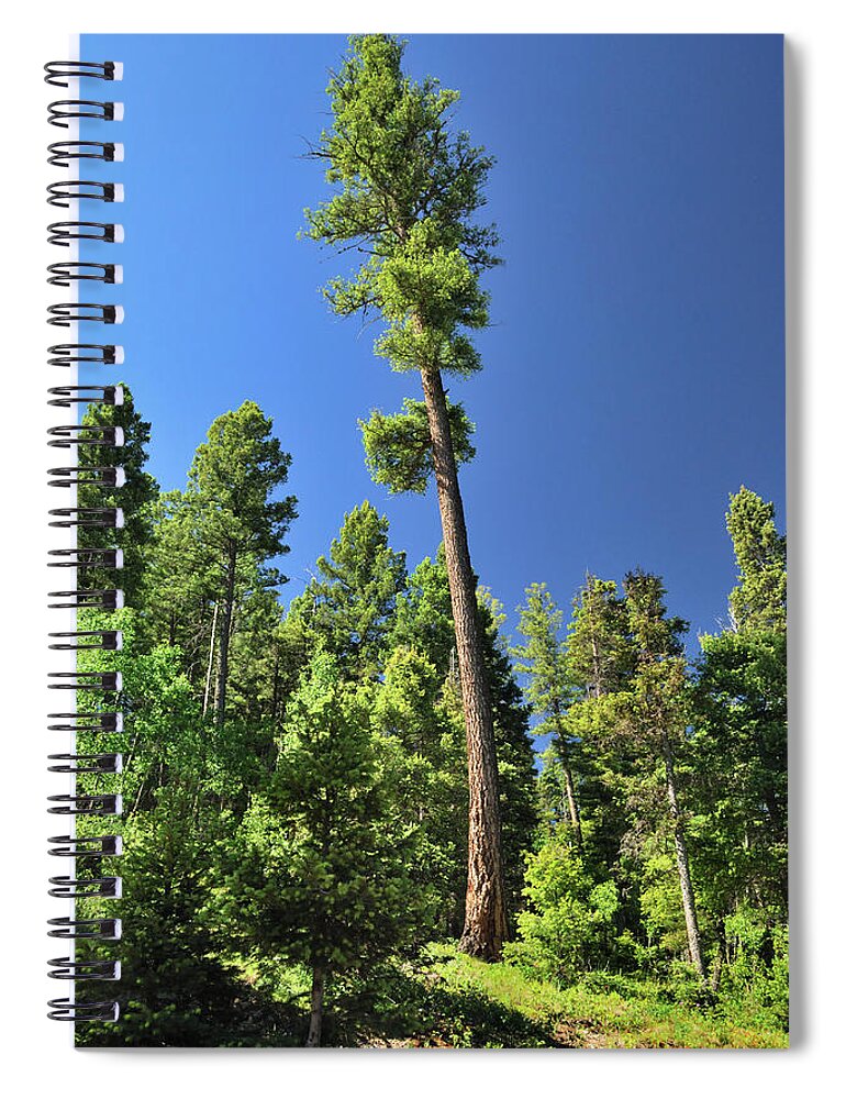 Trees Spiral Notebook featuring the photograph Old Ponderosa by Ron Cline