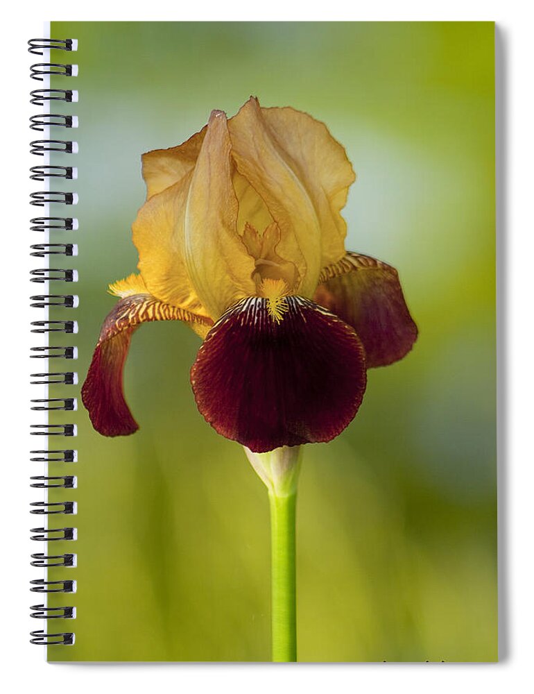 Burgundy Spiral Notebook featuring the photograph Old Timey Burgundy and Gold Iris by Kathy Clark