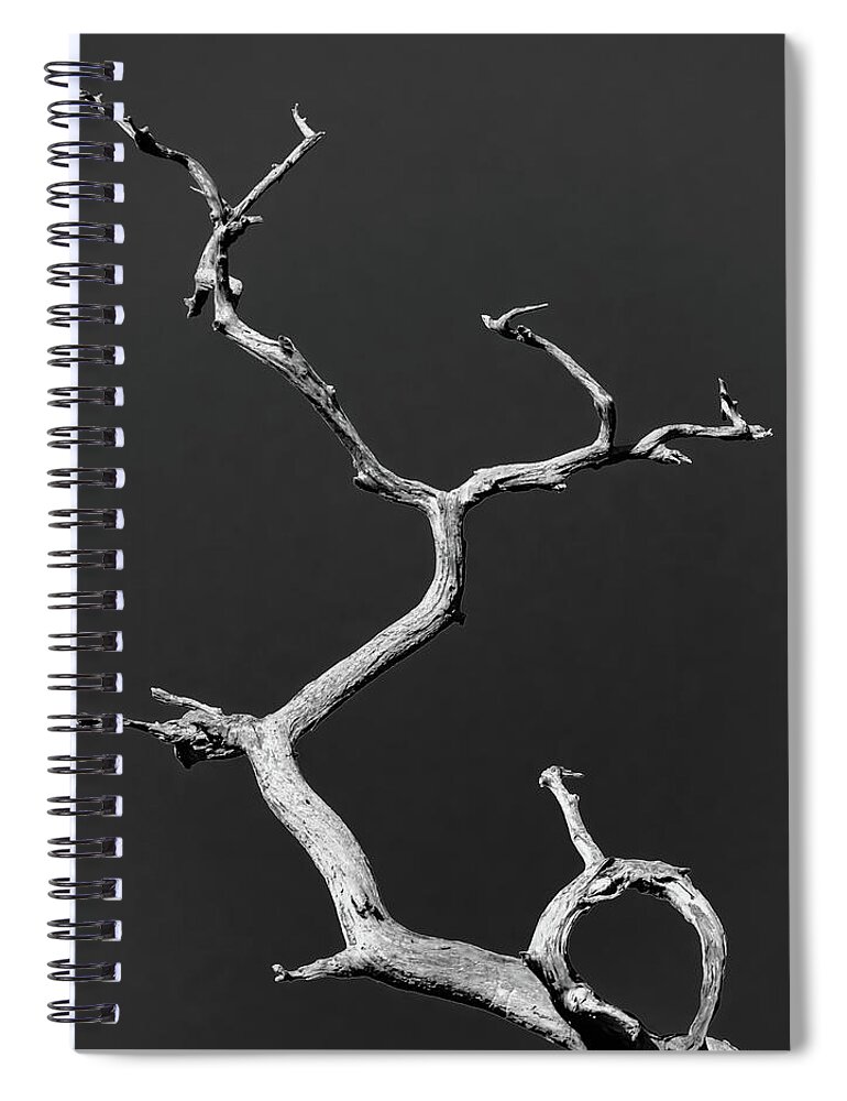 Tree Spiral Notebook featuring the photograph Old Wood I by Robert Mitchell