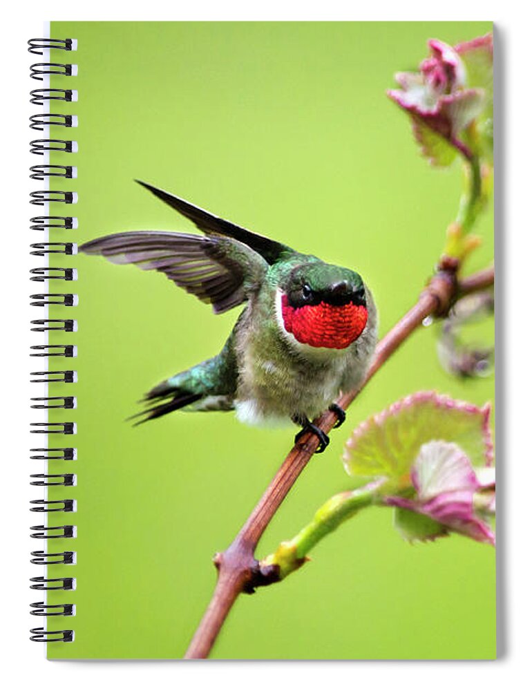 Hummingbird Spiral Notebook featuring the photograph On a Wing and a Prayer by Christina Rollo