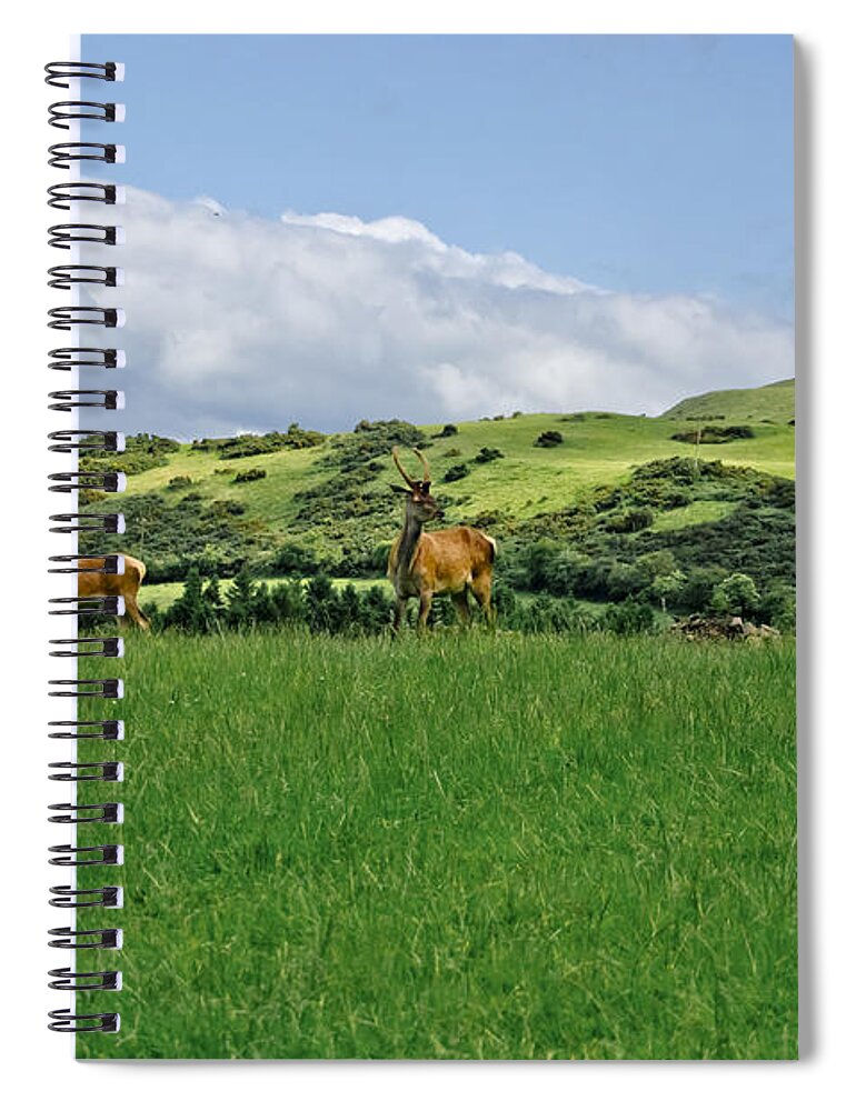 Beecraigs Spiral Notebook featuring the photograph On the look-out. by Elena Perelman