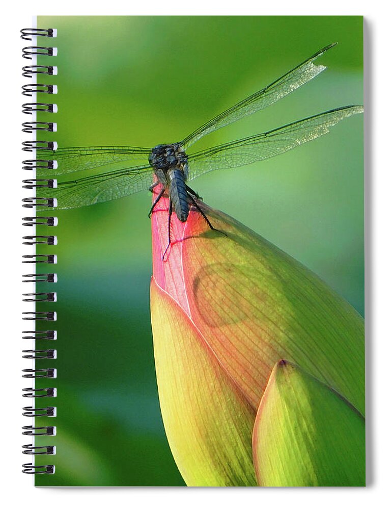 Lotus Bud Spiral Notebook featuring the photograph On The Tip Of My World by Emmy Marie Vickers
