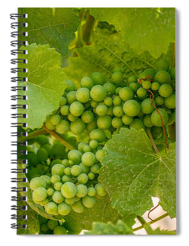 Grapes Spiral Notebook featuring the photograph On the Vine by Derek Dean