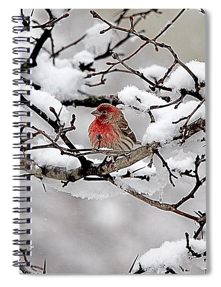 Bird Spiral Notebook featuring the photograph One Cool Finch by Diane Lindon Coy