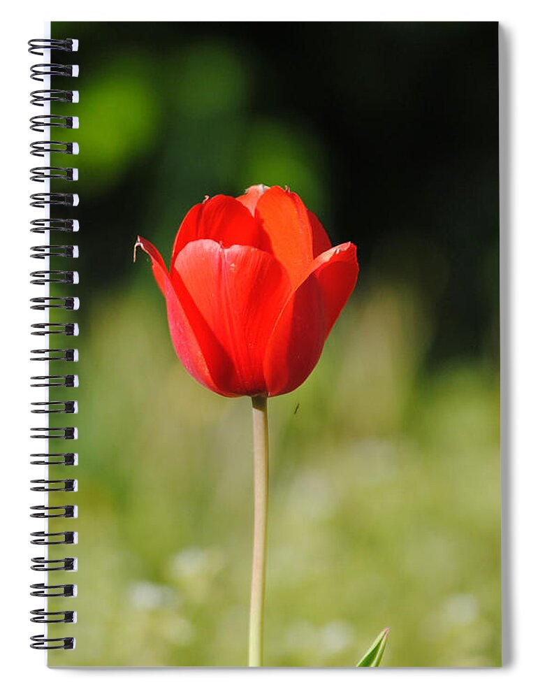 Tulip Spiral Notebook featuring the photograph One of a Kind by Jai Johnson