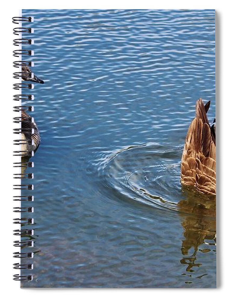 Canadian Geese Spiral Notebook featuring the photograph One Up One Down by Cynthia Guinn