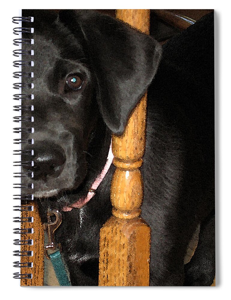 Dog Spiral Notebook featuring the photograph One Way Only by Rhonda Chase