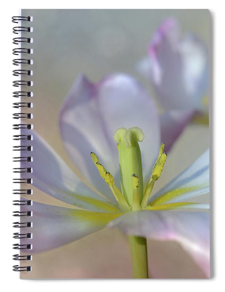 Beautiful Spiral Notebook featuring the photograph Open Tulip by Ann Bridges