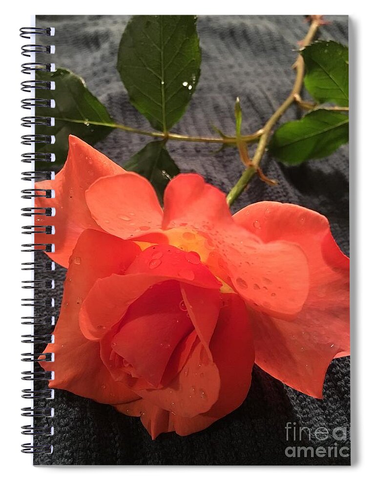Rose Spiral Notebook featuring the photograph Opened Rose by CAC Graphics