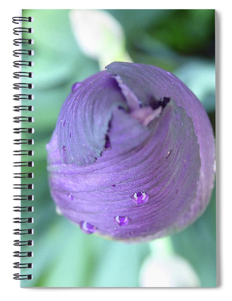 Iris Unopened Bloom Blossom Closed Bearded Purple Lavender Violet Droplets Rain Dew Macro Isolated New Spiral Notebook featuring the photograph Opening Soon by Leon DeVose