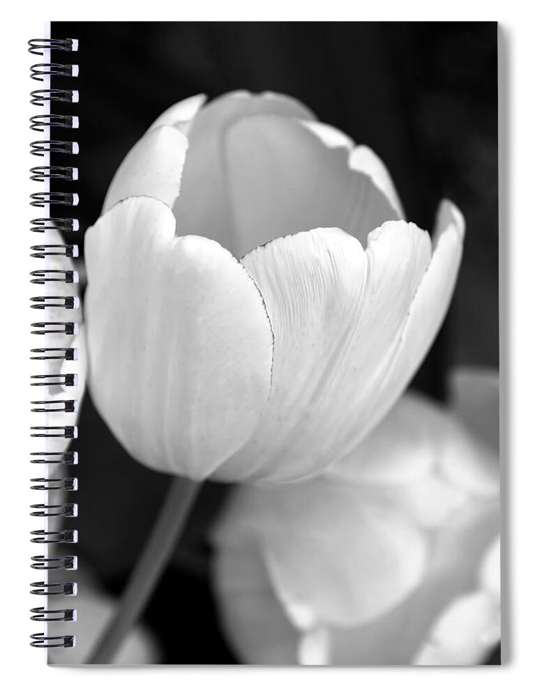 Tulip Spiral Notebook featuring the photograph Opening Tulip Flower Black and White by Jennie Marie Schell