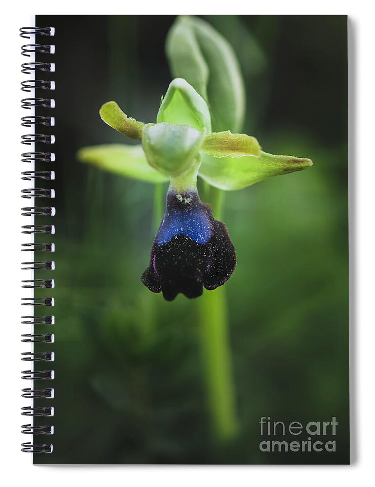 Ophrys Atlantica Spiral Notebook featuring the photograph Ophrys Atlantica by Perry Van Munster