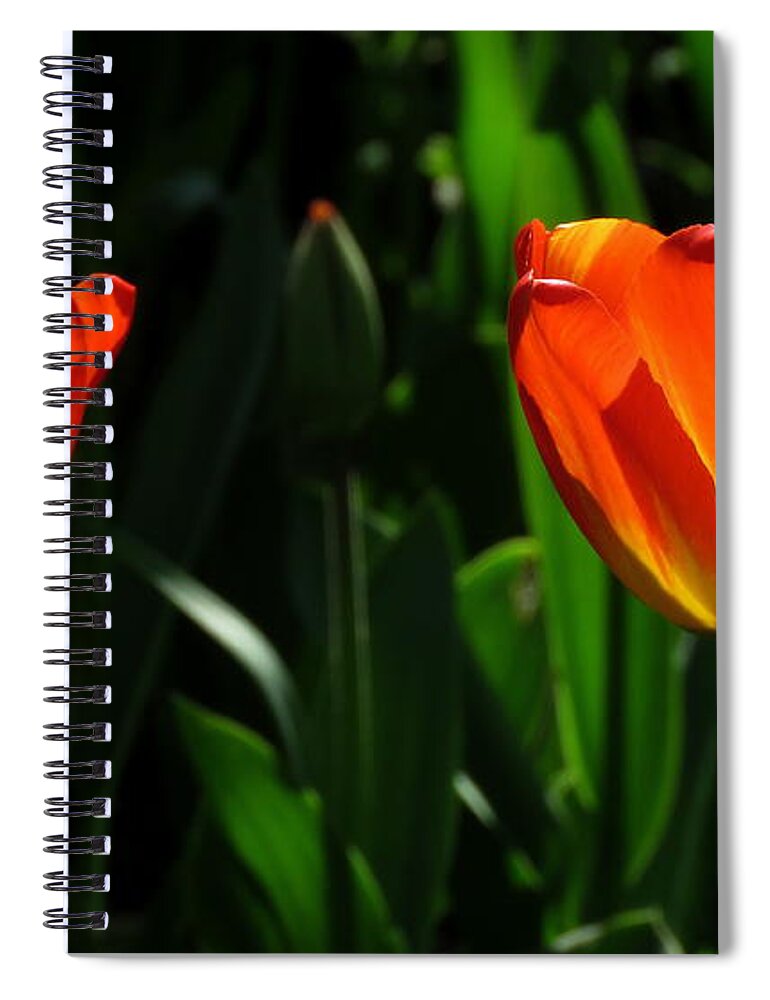 Tulips Spiral Notebook featuring the photograph Orange and Yellow Tulips by John Topman