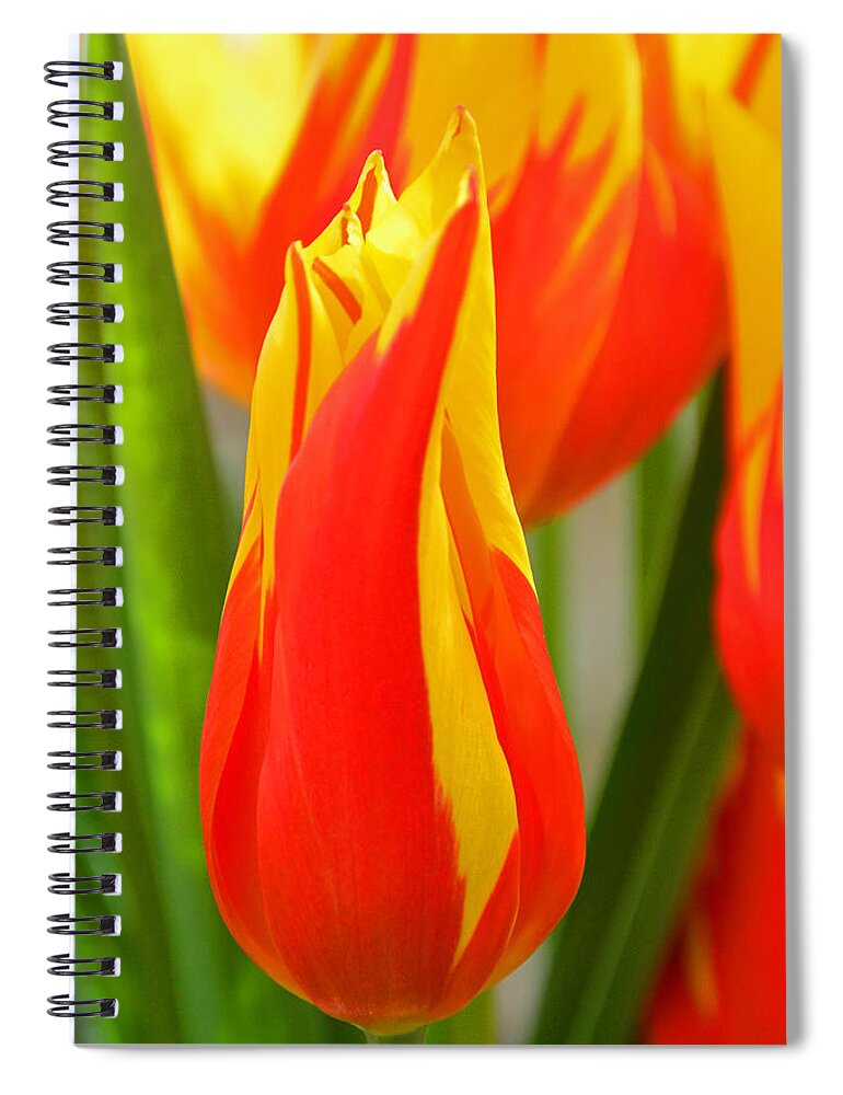 Bulbs Spiral Notebook featuring the photograph Orange and Yellow Tulips by Mike Martin