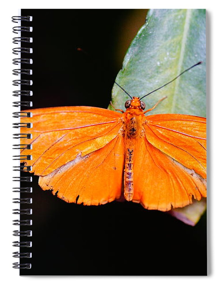 Butterfly's Spiral Notebook featuring the photograph Orange Beauty by Jeffery L Bowers