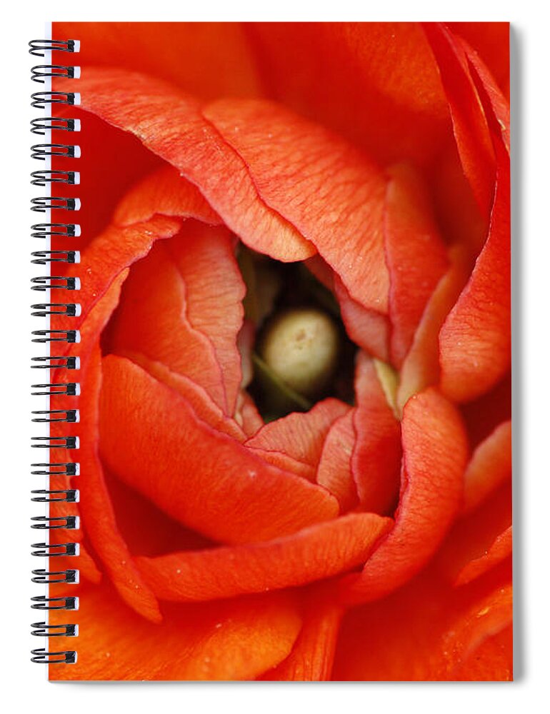 Flower Spiral Notebook featuring the photograph Orange Buttercup Abstract by Darren Fisher