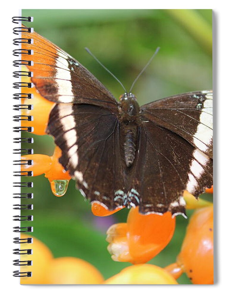 Butterfly Spiral Notebook featuring the photograph Orange Butterfly by Samantha Delory