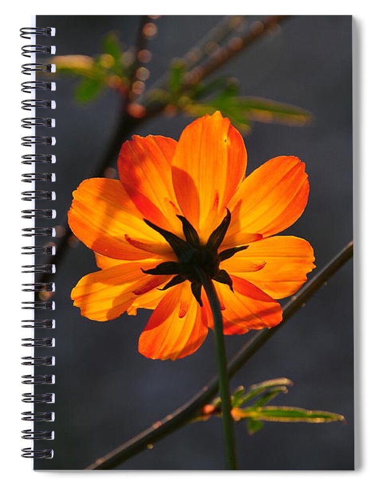 Orange Spiral Notebook featuring the photograph Orange Cosmo by Susie Rieple