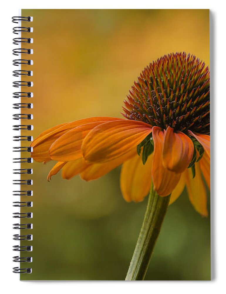 August Spiral Notebook featuring the photograph Orange Crush by Ann Bridges