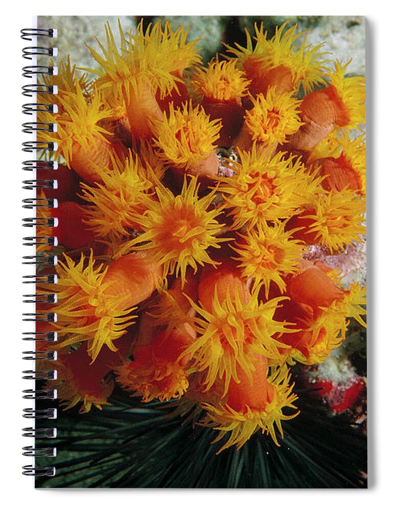 Mp Spiral Notebook featuring the photograph Orange Cup Coral by Flip Nicklin