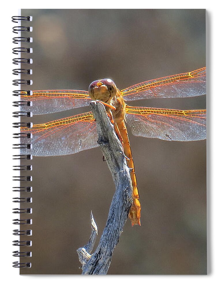 Nature Spiral Notebook featuring the photograph Dragonfly 3 by Christy Garavetto