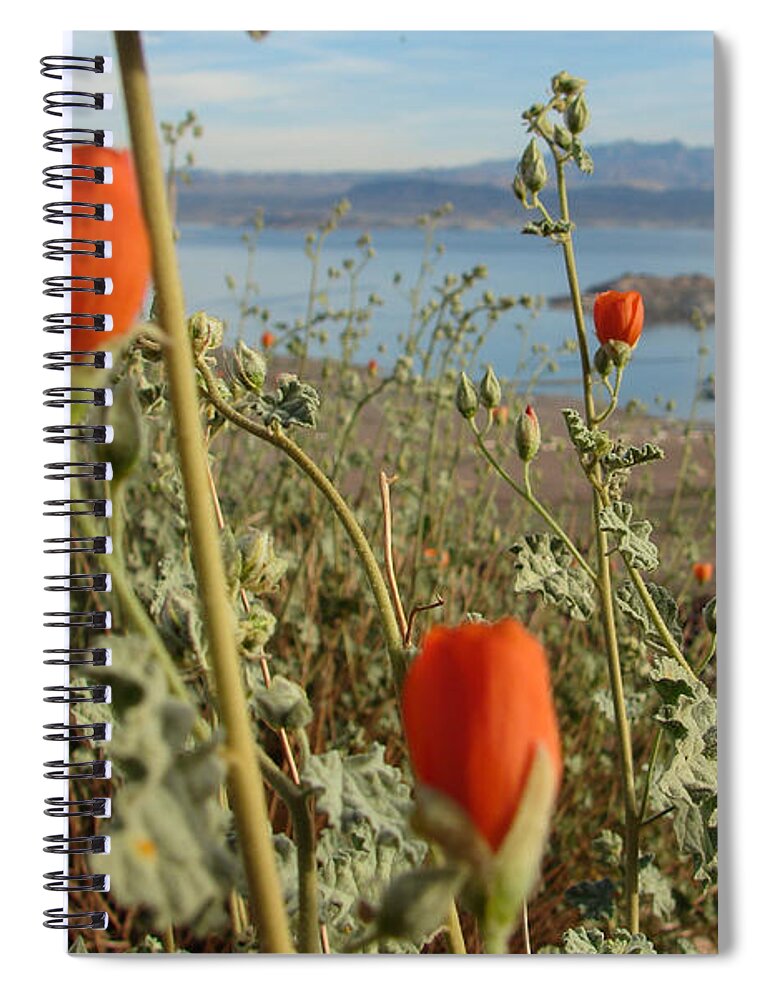 Flowers Spiral Notebook featuring the photograph Desert Globemallow by Carl Moore