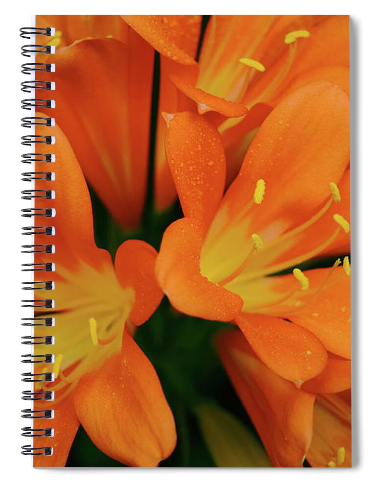 Orange Spiral Notebook featuring the photograph Orange Lilies No. 1-1 by Sandy Taylor
