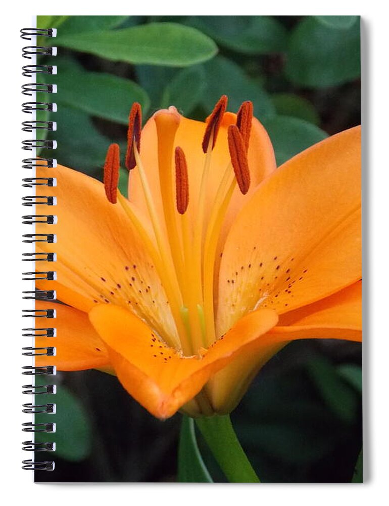 Bridge Of Flowers Spiral Notebook featuring the photograph Orange Lily by Catherine Gagne