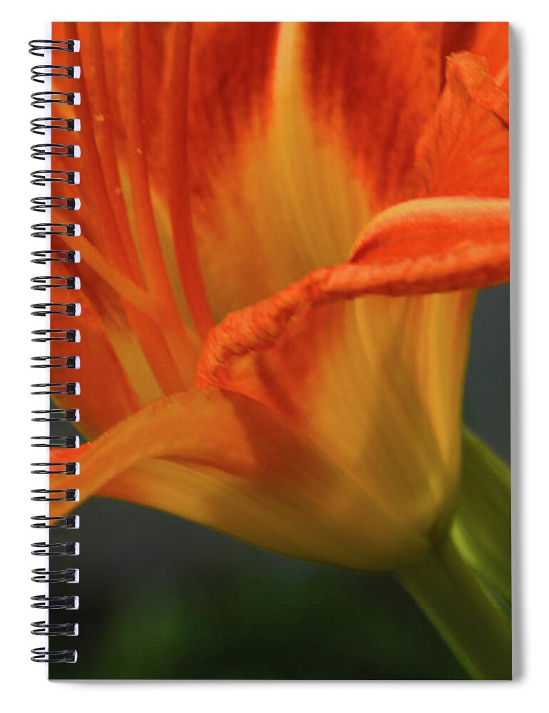 Orange Spiral Notebook featuring the photograph Orange Lily by Robyn King