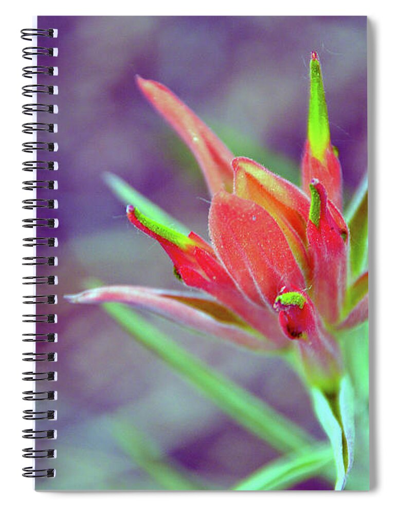 Beauty Spiral Notebook featuring the photograph Orange Paintbrush Flower by Brian O'Kelly